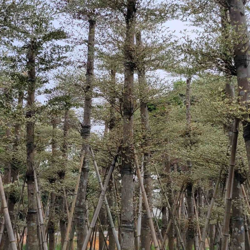 锦叶榄仁
