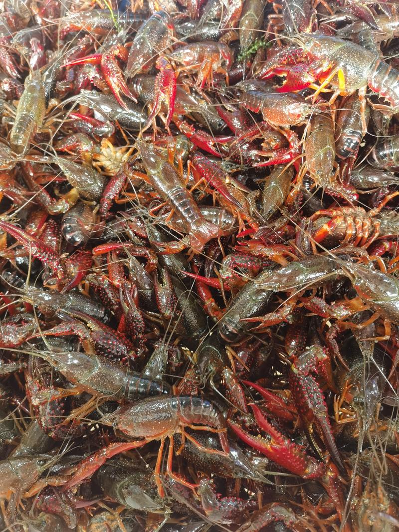 精品潜江小龙虾每天鲜货供应全国发货可视频看货