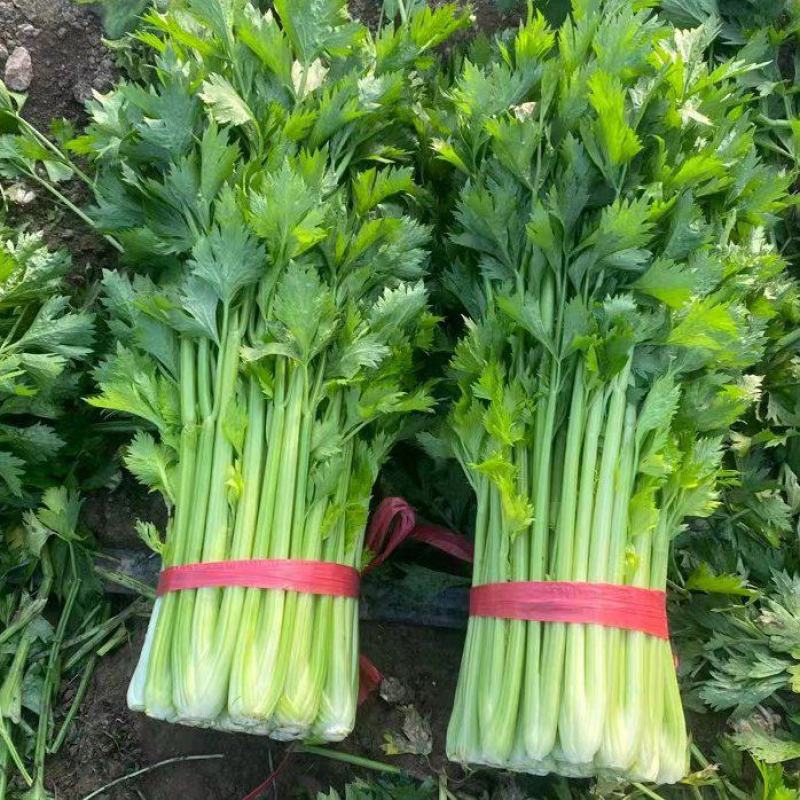 夏邑西芹，芹菜主产区万亩蔬菜大棚规格齐全一手货源