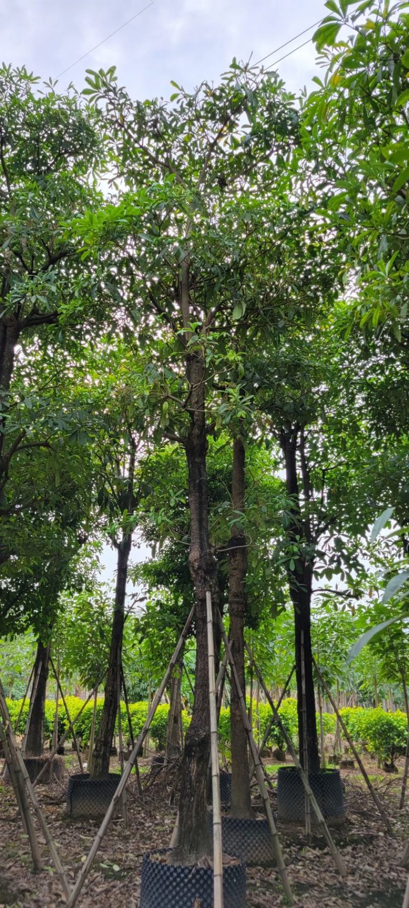 灯台树