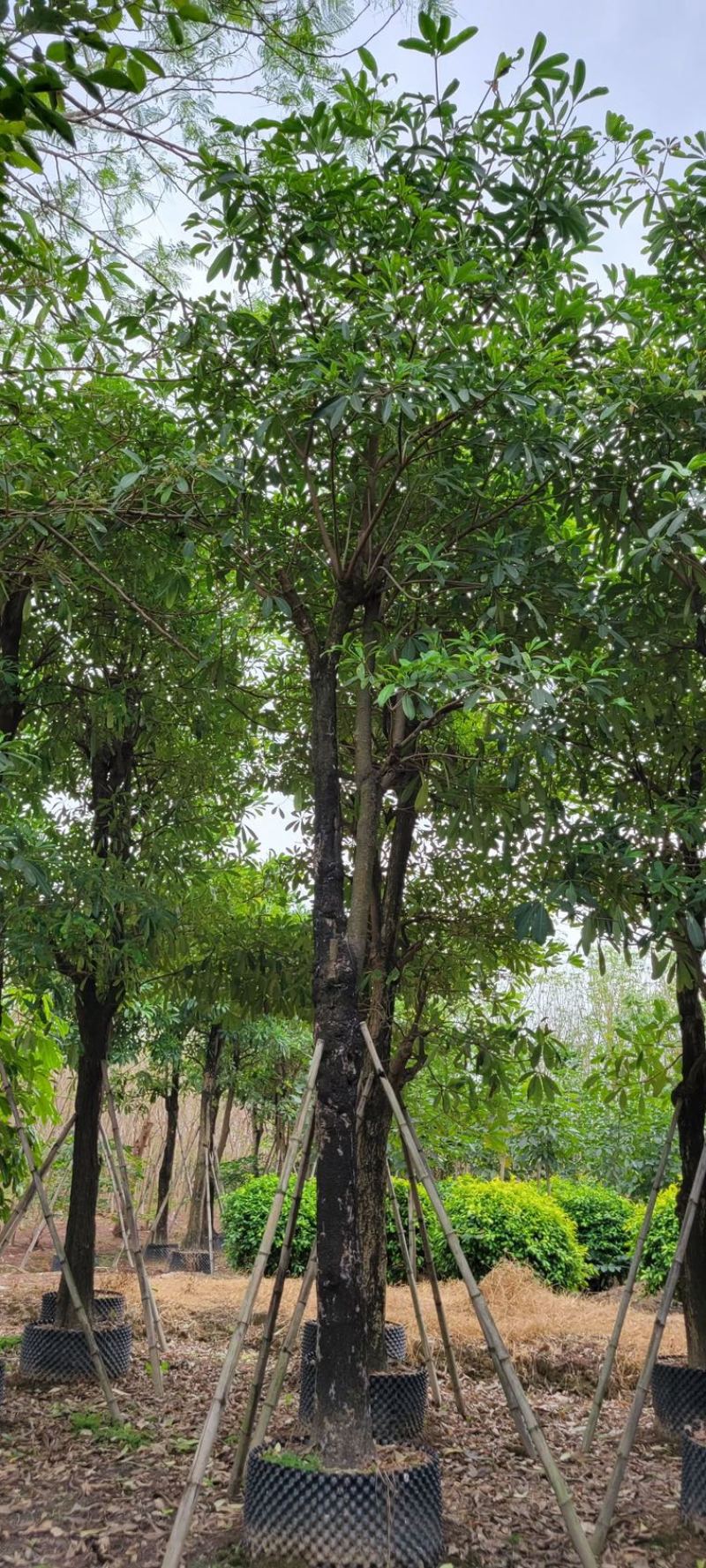 灯台树