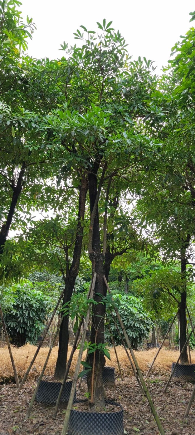灯台树