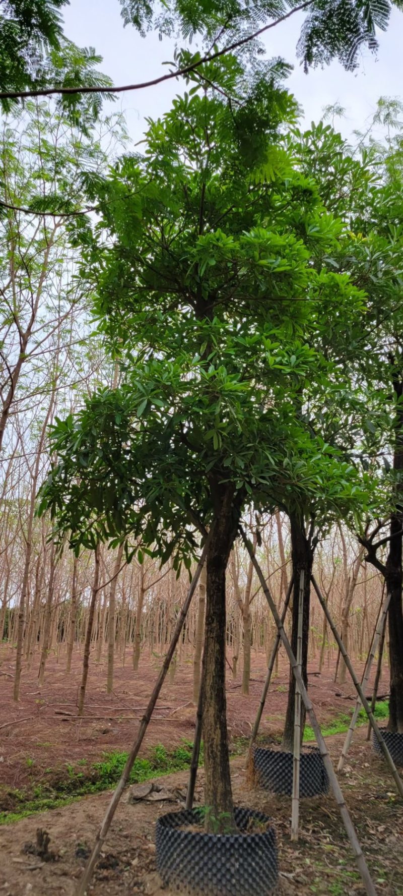 灯台树