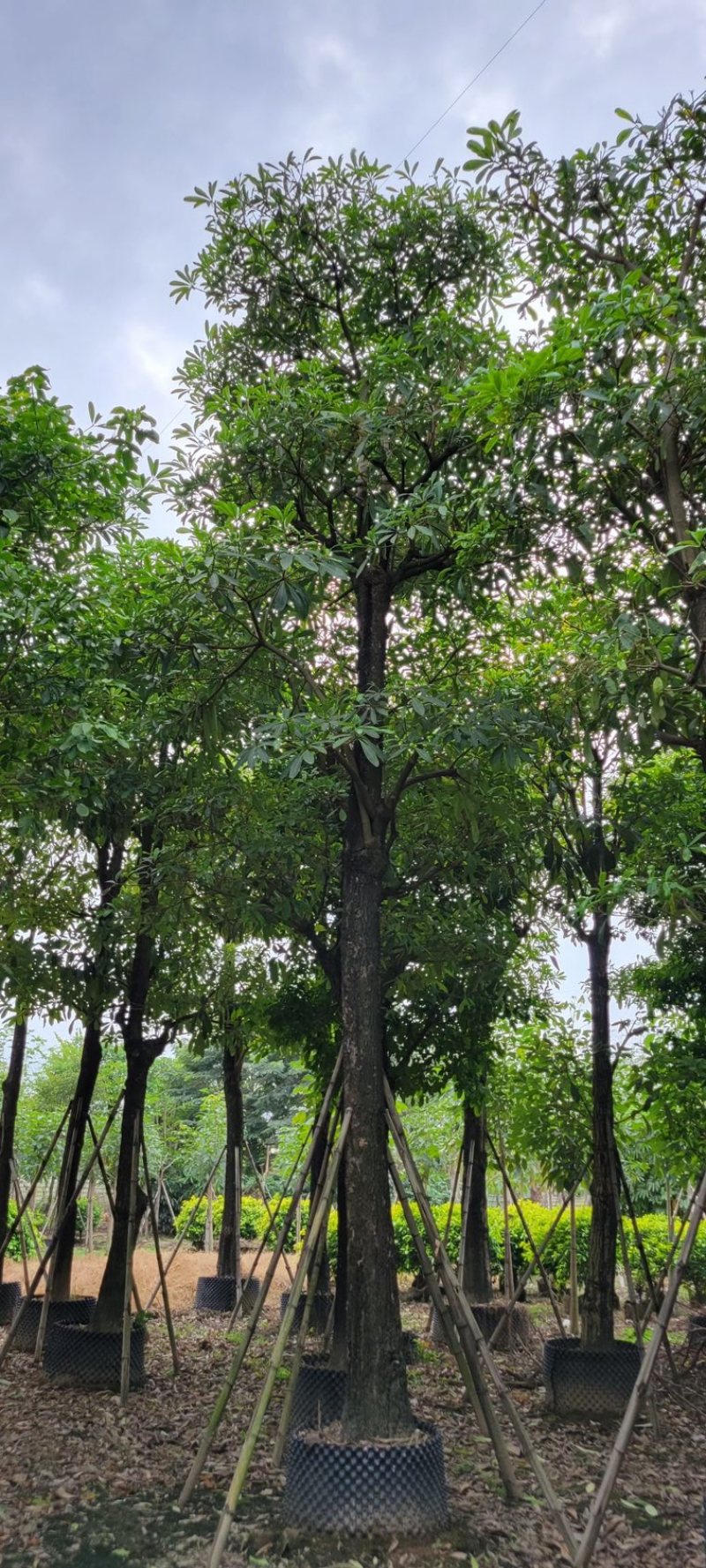 灯台树