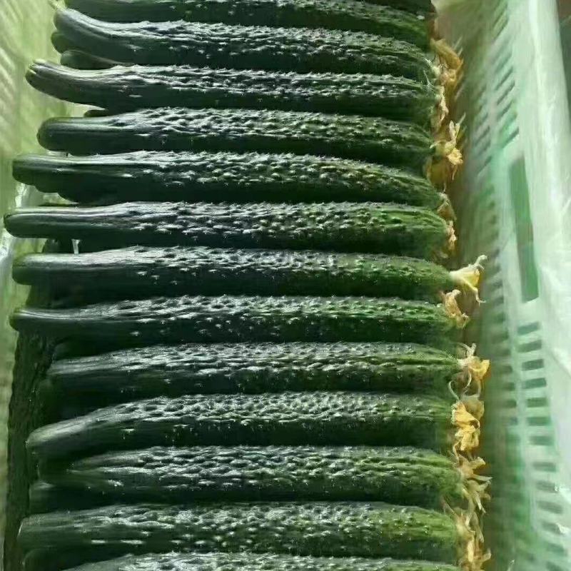 夏邑黄瓜油亮青瓜密刺黄瓜承接商超电商社团代发全国