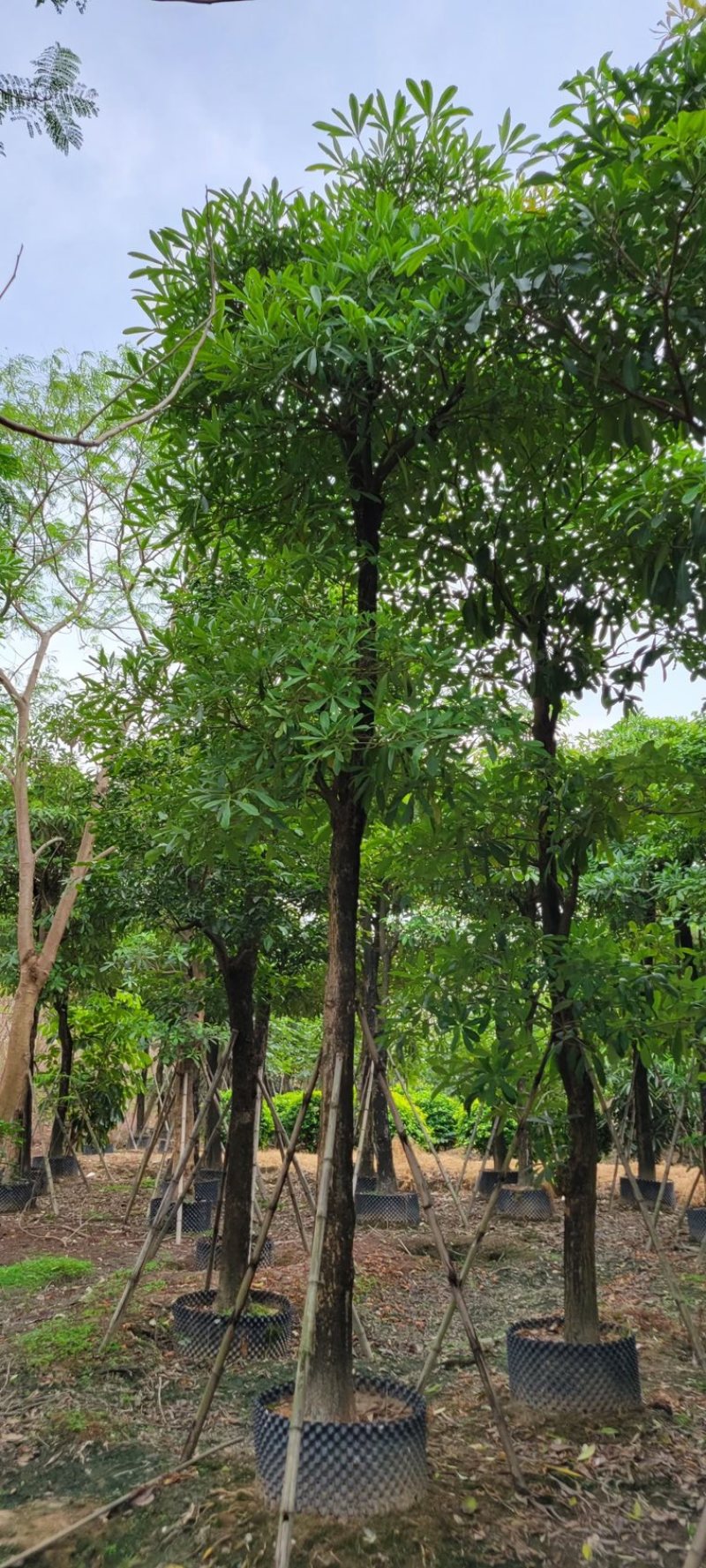 灯台树