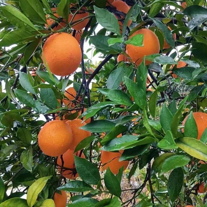 湖南怀化纽荷尔脐橙，现大量上市价格实惠，对接商超电商各大市场