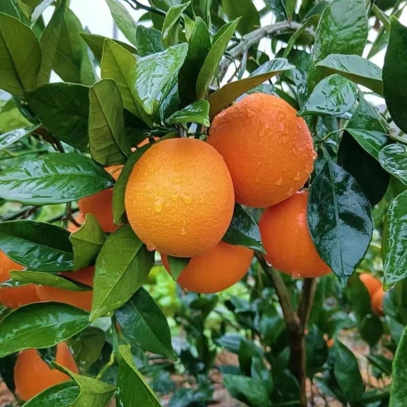湖南怀化纽荷尔脐橙，现大量上市价格实惠，对接商超电商各大市场