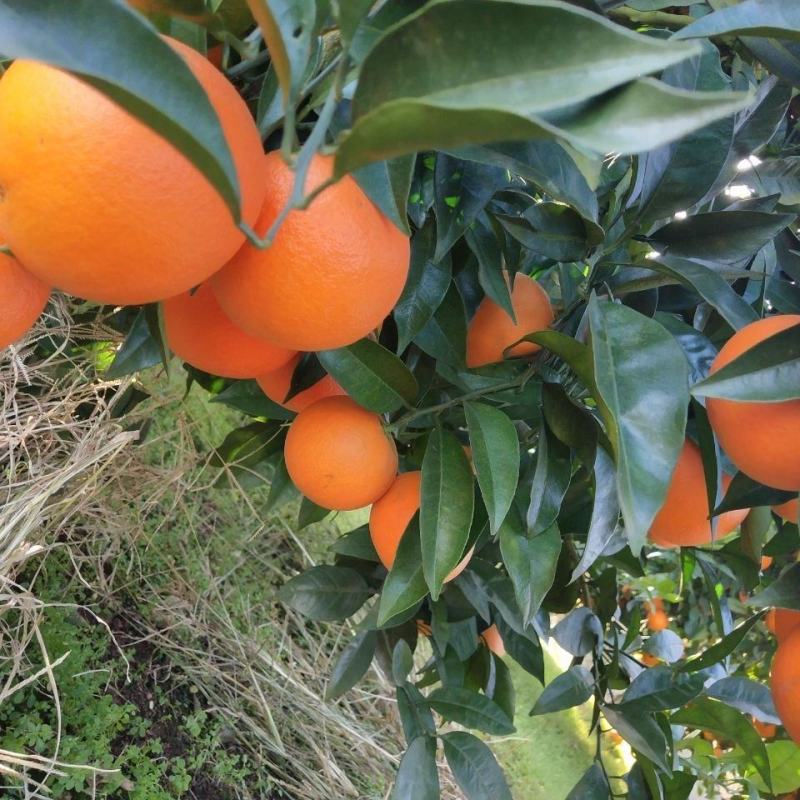 湖南怀化纽荷尔脐橙，现大量上市价格实惠，对接商超电商各大市场