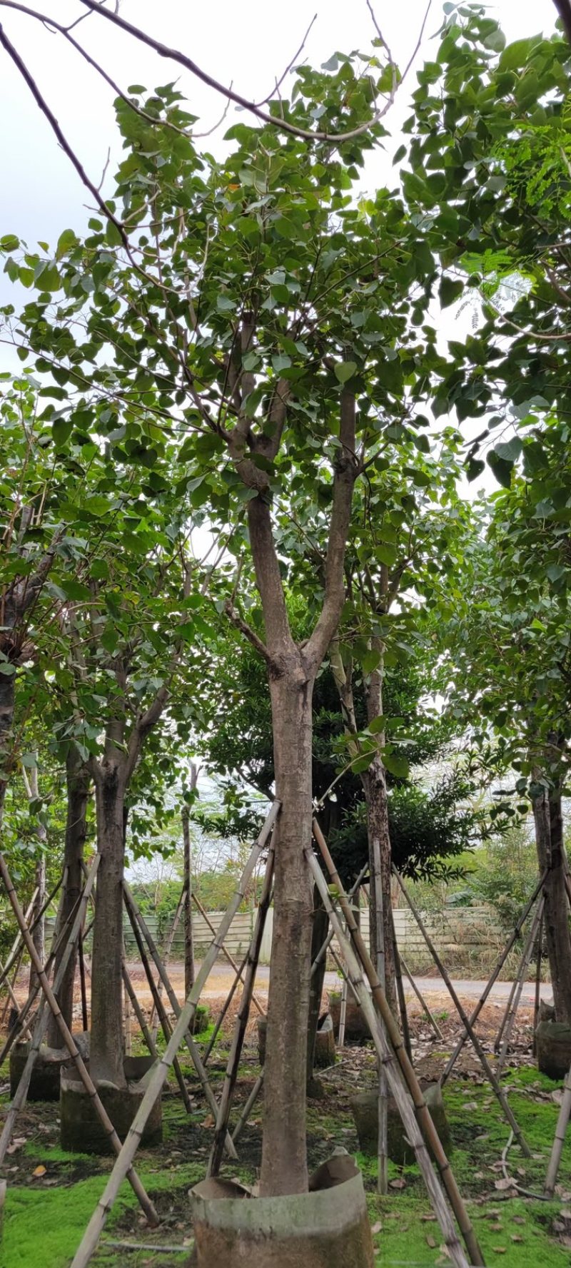 菩提榕