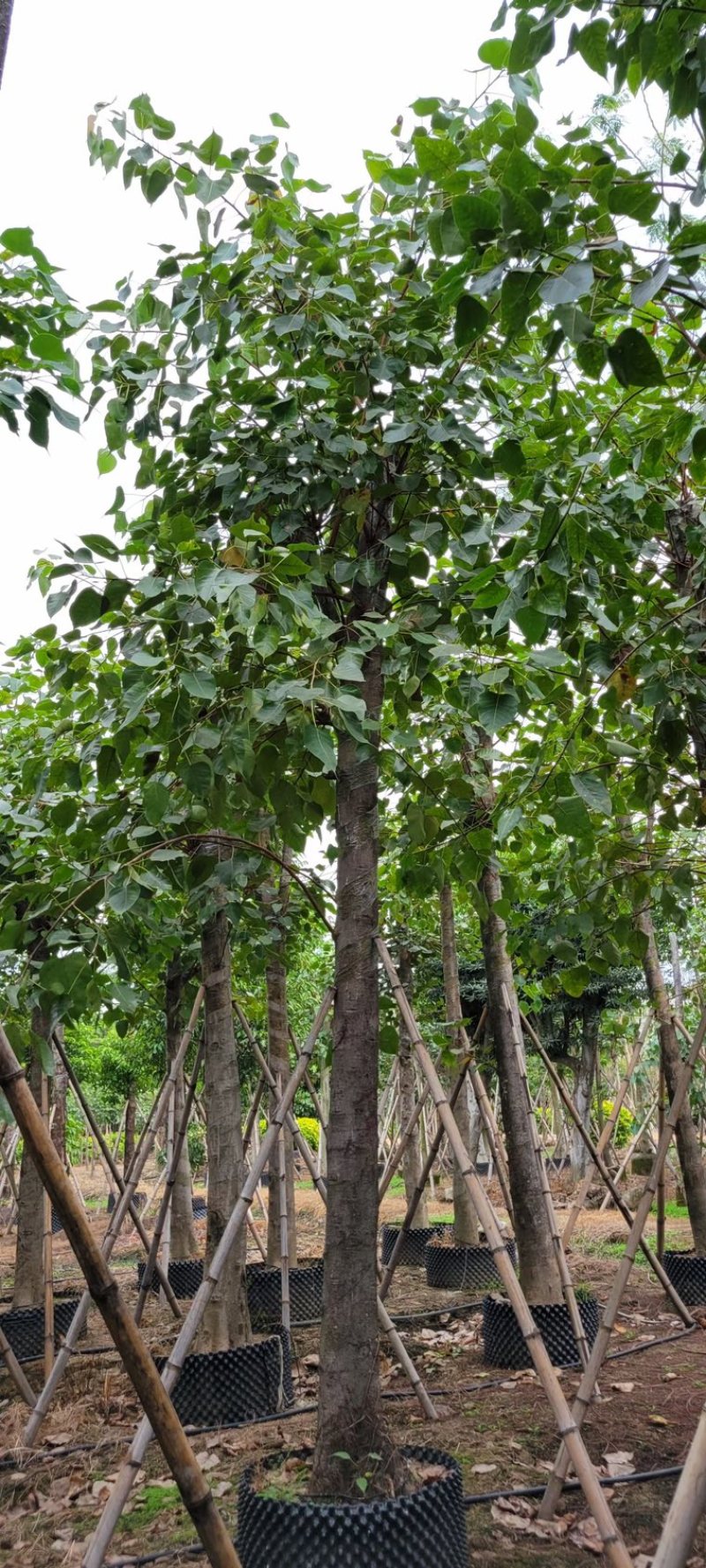 菩提榕