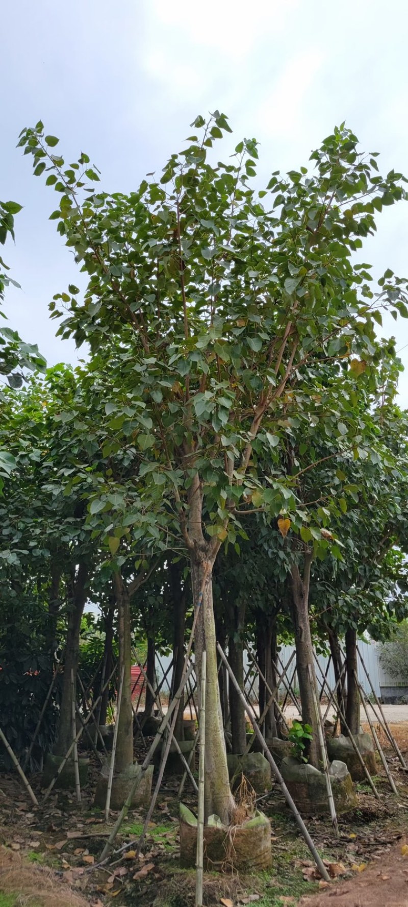 菩提榕