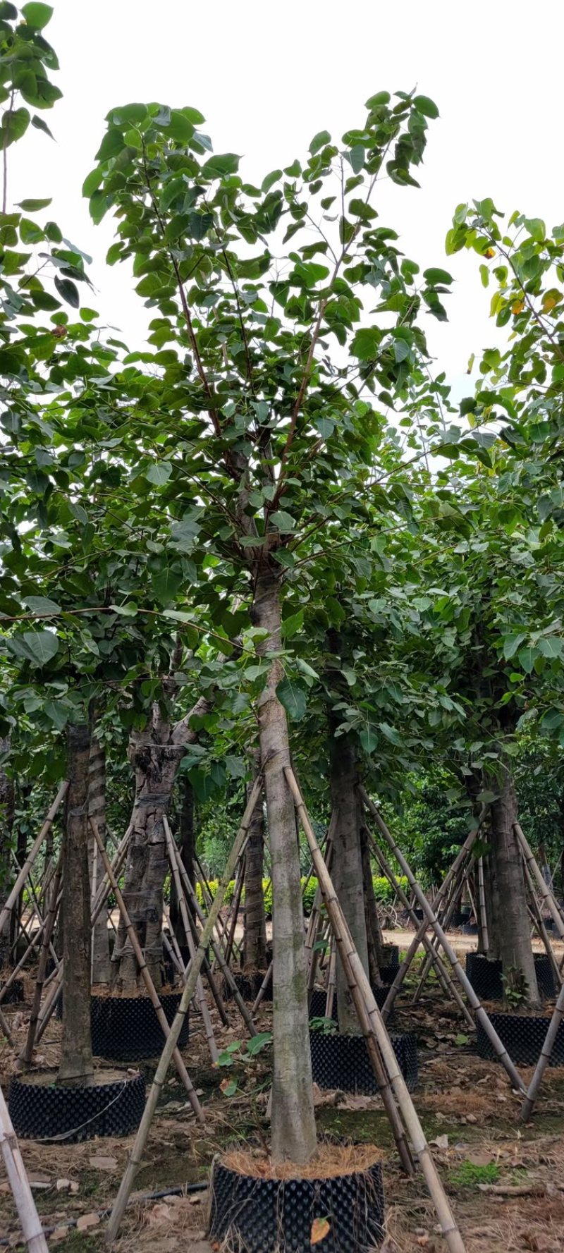 菩提榕