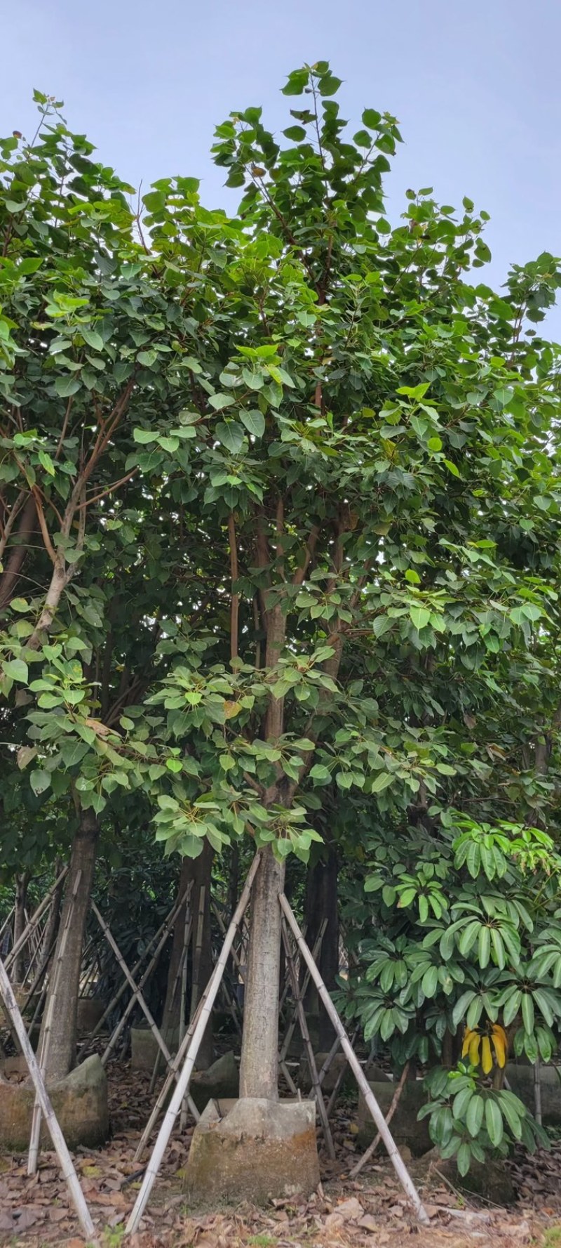 菩提榕