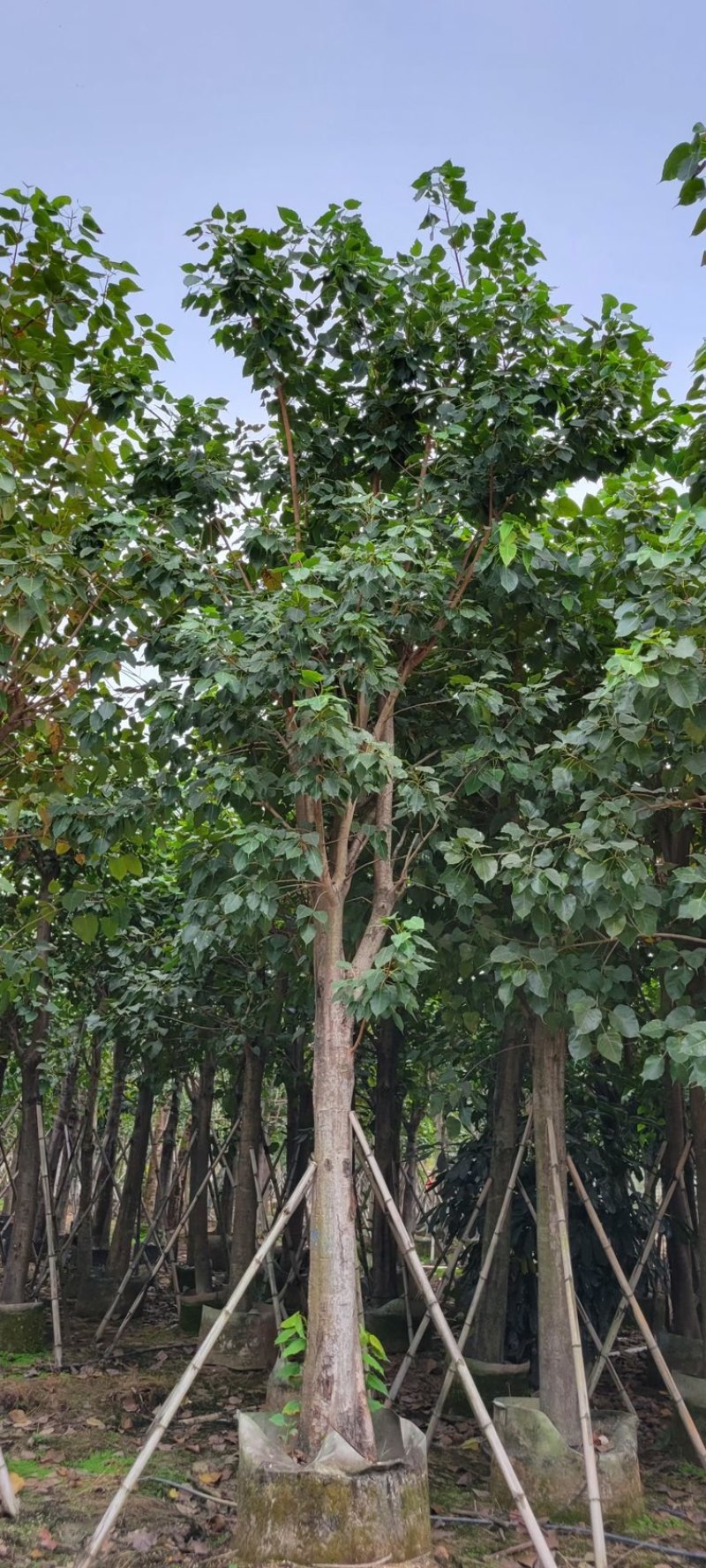 菩提榕