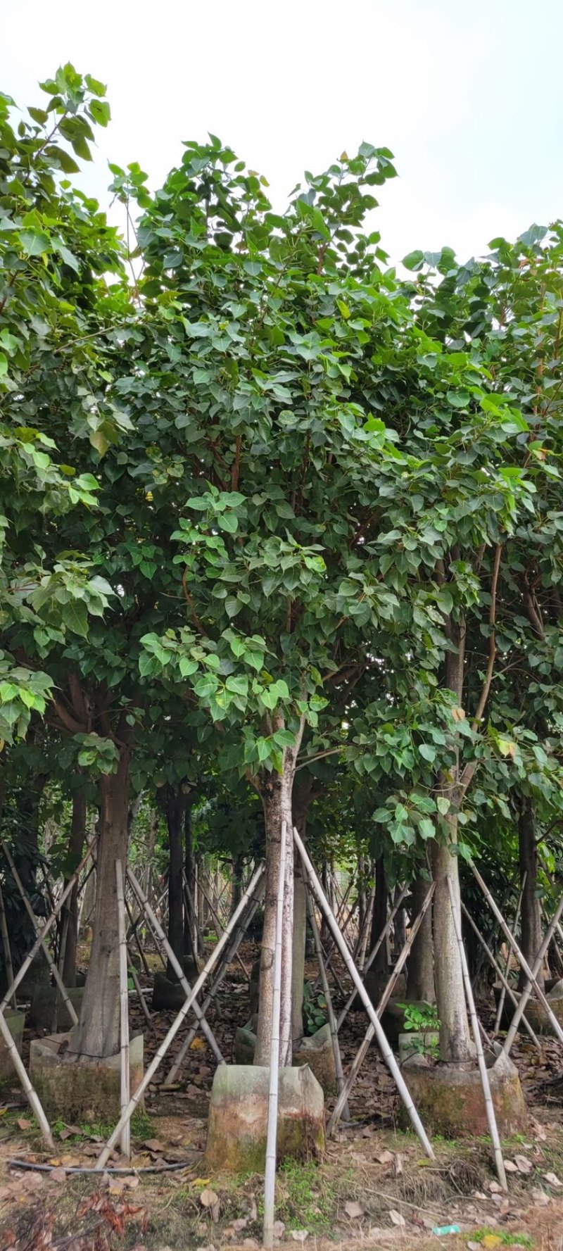 菩提榕