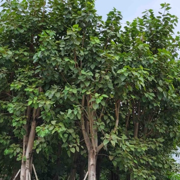 菩提榕