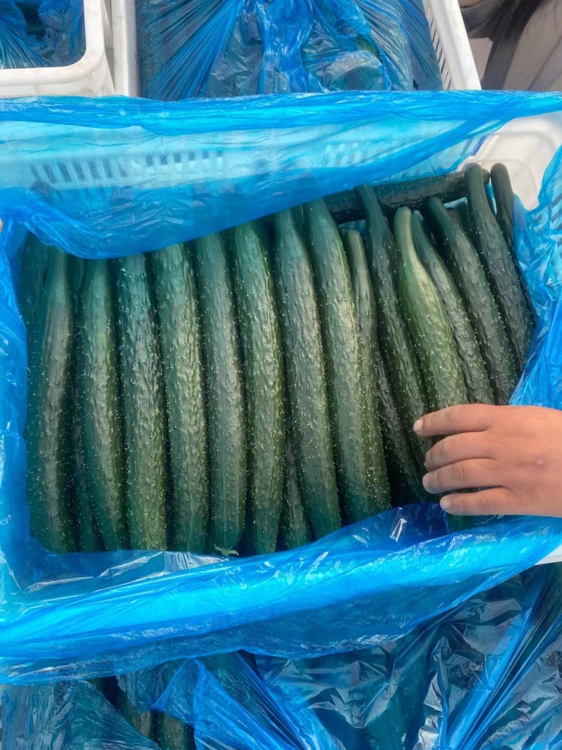 夏邑黄瓜油亮青瓜密刺黄瓜承接商超电商社团代发全国