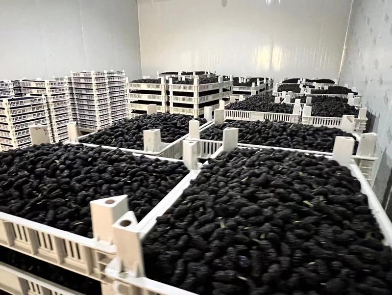 各位老板我们的桑甚已经大量上市了，一串串黑色的果子成熟了