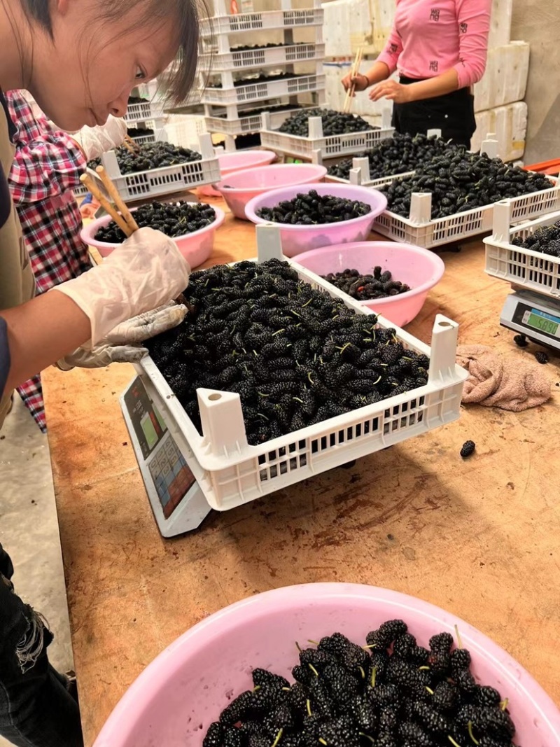 各位老板我们的桑甚已经大量上市了，一串串黑色的果子成熟了