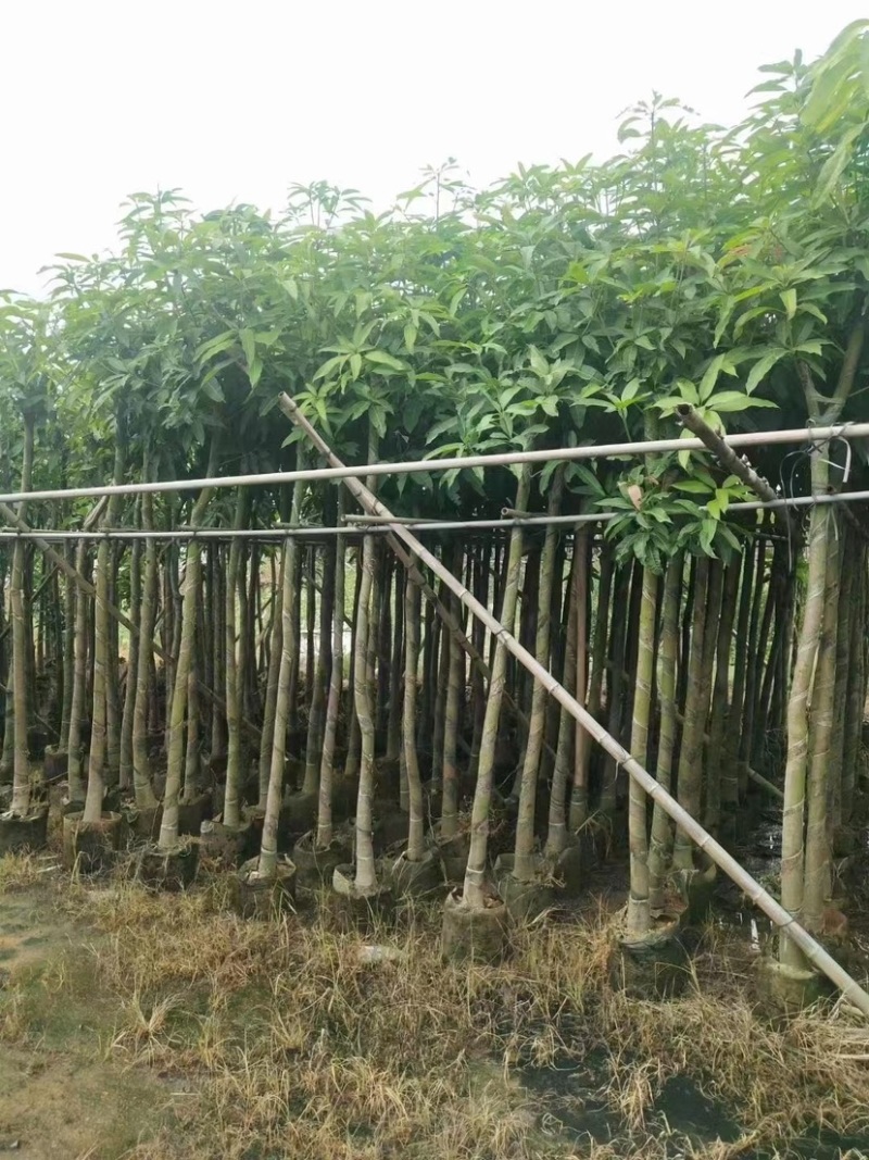 大量出售芒果4-5公分价格优惠