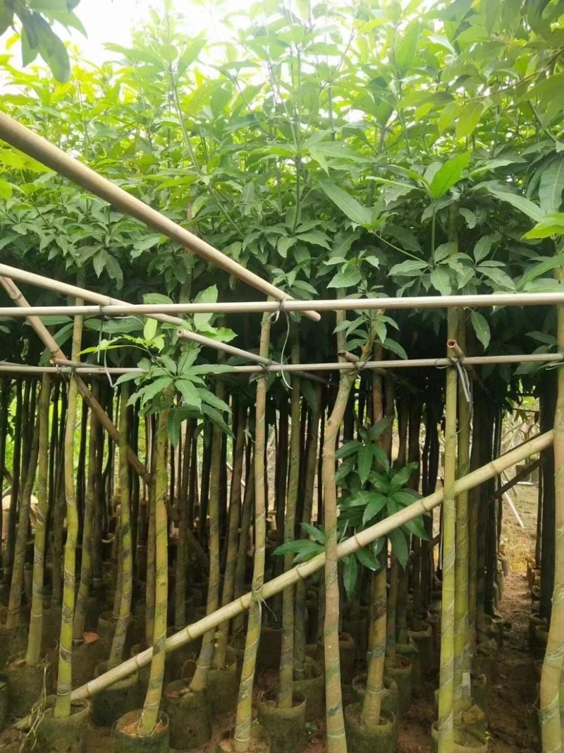 大量出售芒果4-5公分价格优惠