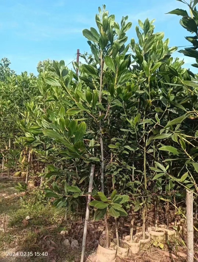 马占相思2一5分，大量出售