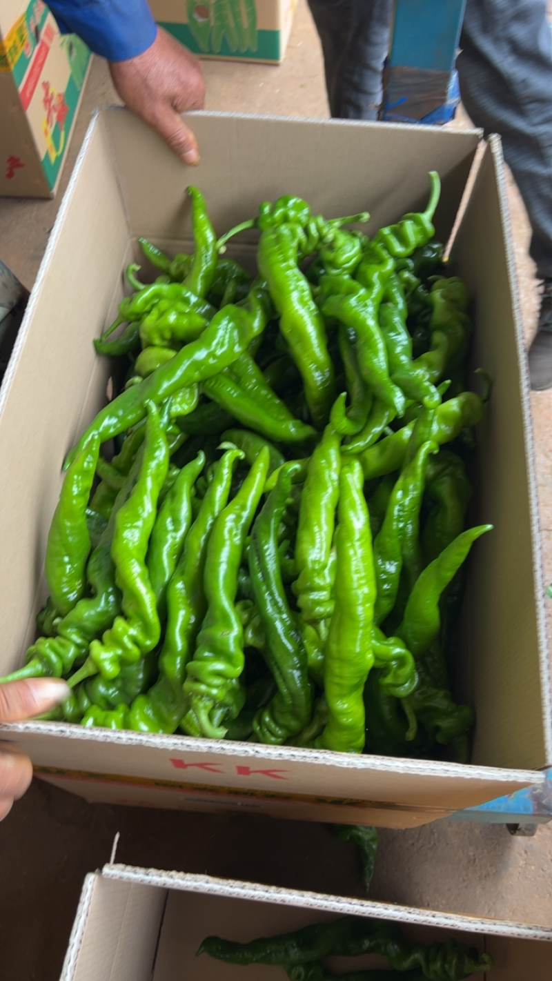 鲜辣椒，中陇椒，螺丝椒，品质保证，欢迎采购