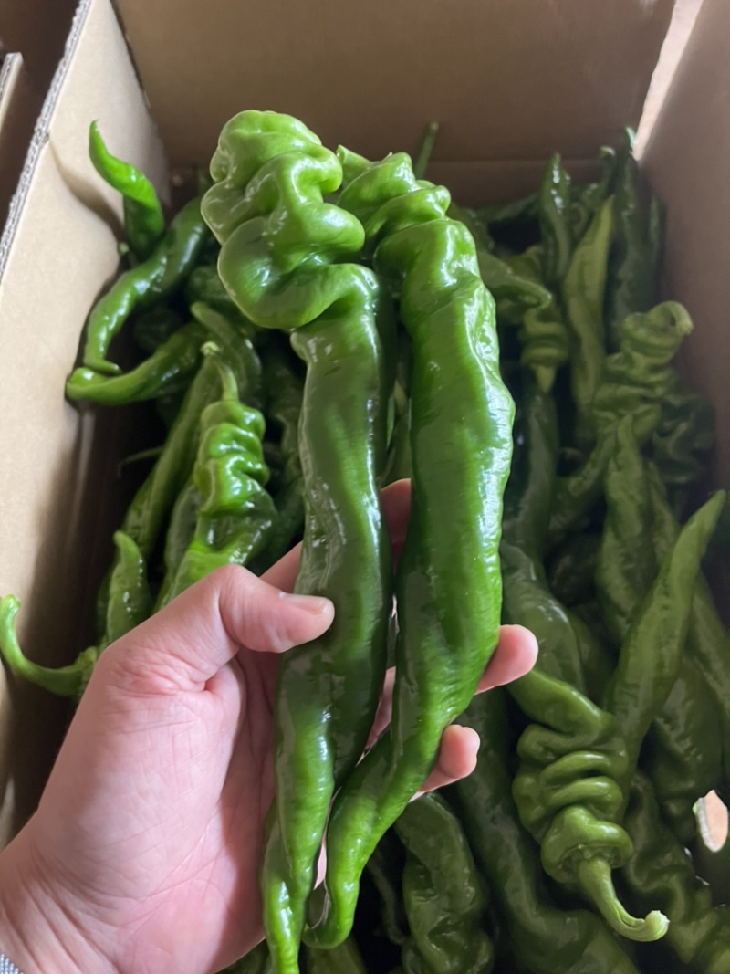 陇椒、薄皮椒，大量供应，质量保证，欢迎来电咨询！
