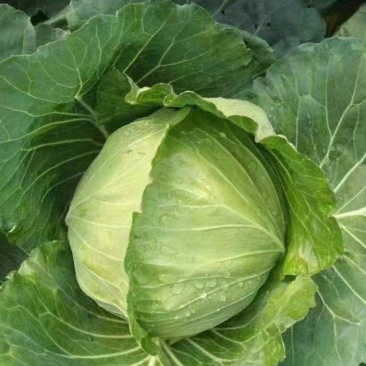 四川精品白菜莲花白包菜。紧包菜全国各地发货价格实惠