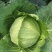 四川精品白菜莲花白包菜。紧包菜全国各地发货价格实惠