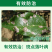 吡唑代森联百泰同成份果树杀菌剂斑点落叶斑病早晚疫病霜霉病