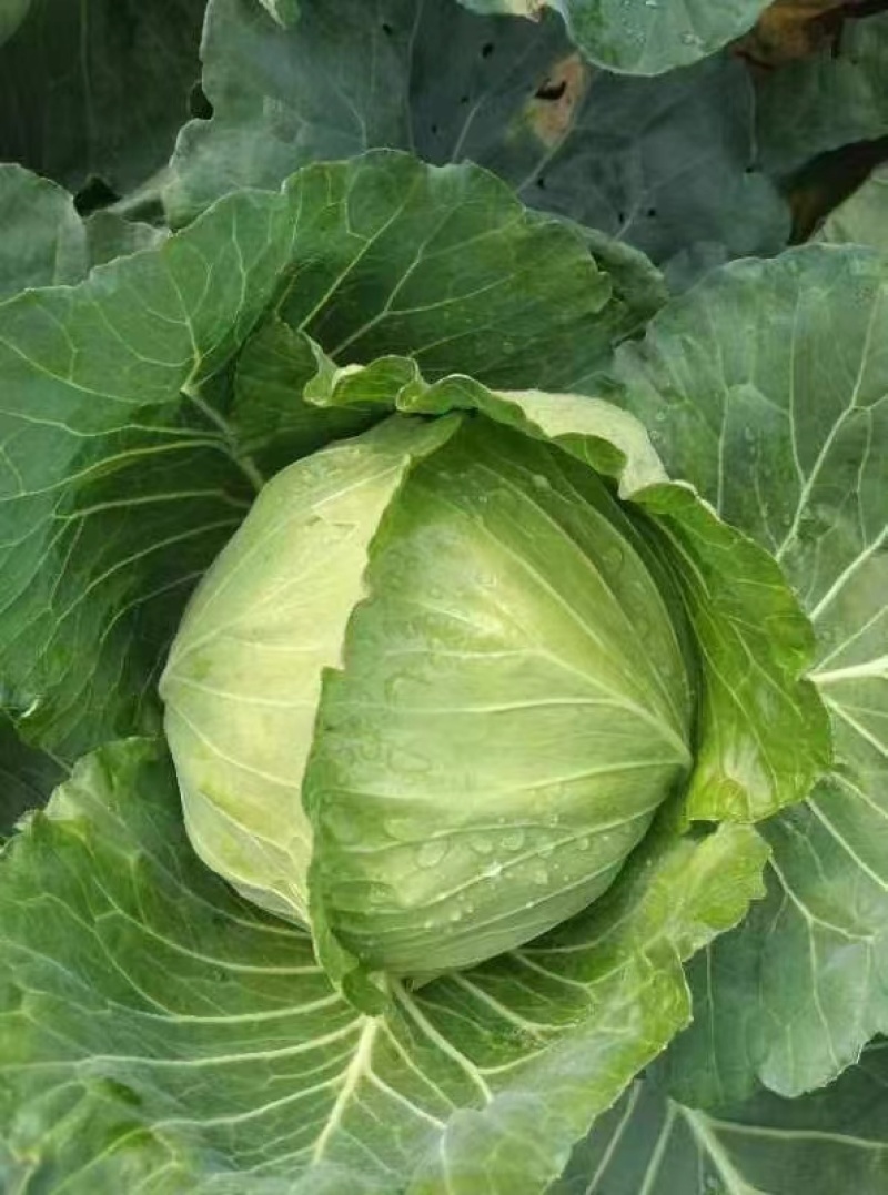 四川精品白菜莲花白包菜。紧包菜全国各地发货价格实惠