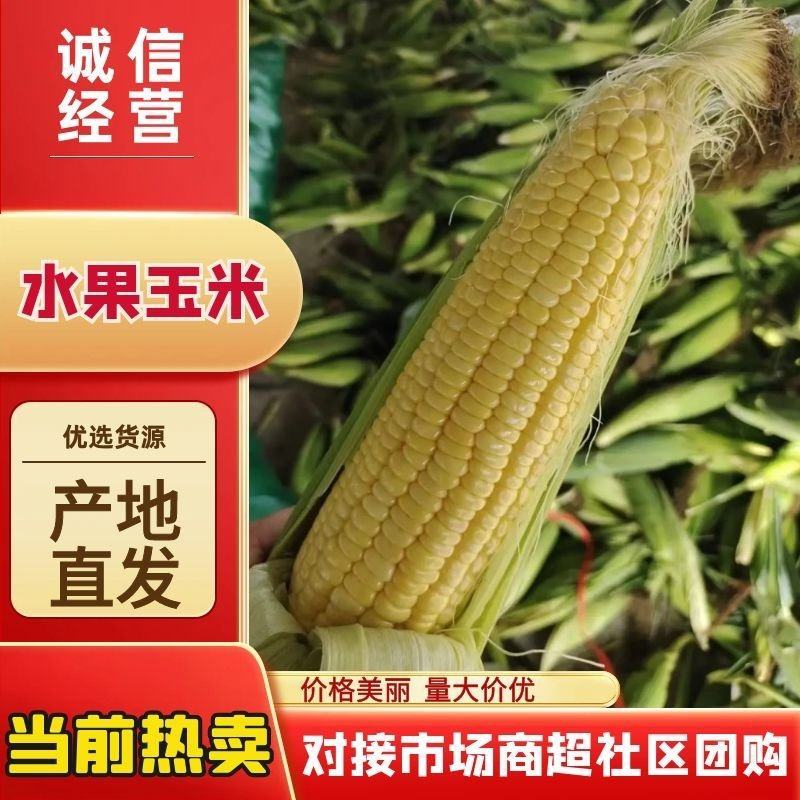 水果玉米，花超太阳花，对接全国各种渠道产地一手货源，