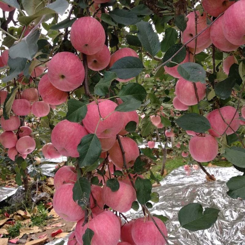 【红富士苹果】山东苹果对接市场商超电商加工厂等