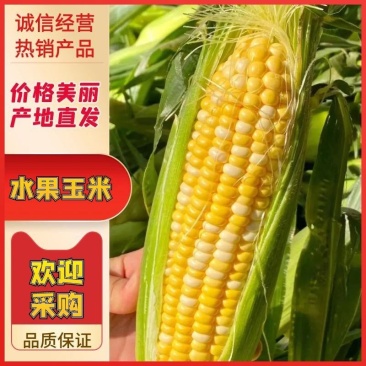 云南水果玉米花超太阳花玉米大量供应，颗粒饱满均匀，对接一
