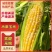 云南水果玉米花超太阳花玉米大量供应，颗粒饱满均匀，对接一