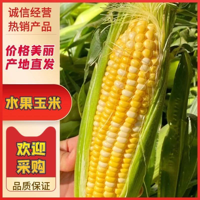 云南水果玉米花超太阳花玉米大量供应，颗粒饱满均匀，对接一