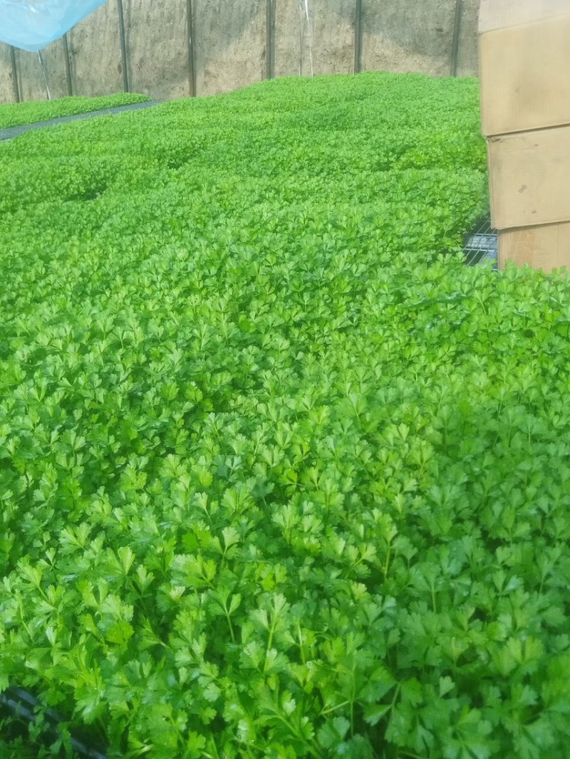 芹菜苗穴盘芹菜苗地拔芹菜苗西芹