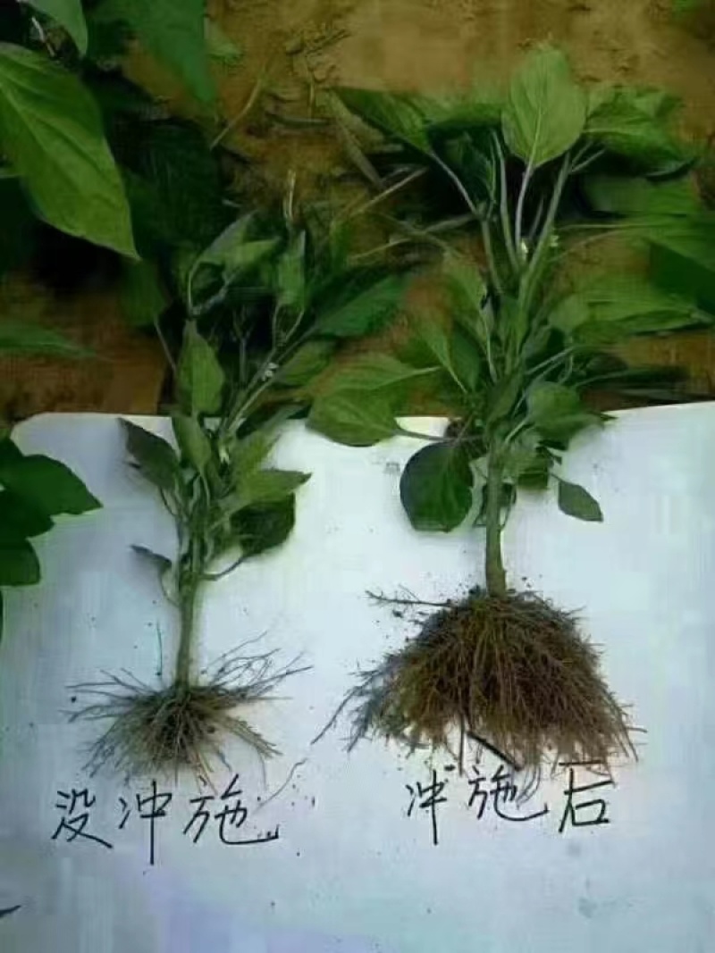 新疆矿源黄腐酸钾高含量全水溶易吸收抗硬水调节盐碱改良土壤