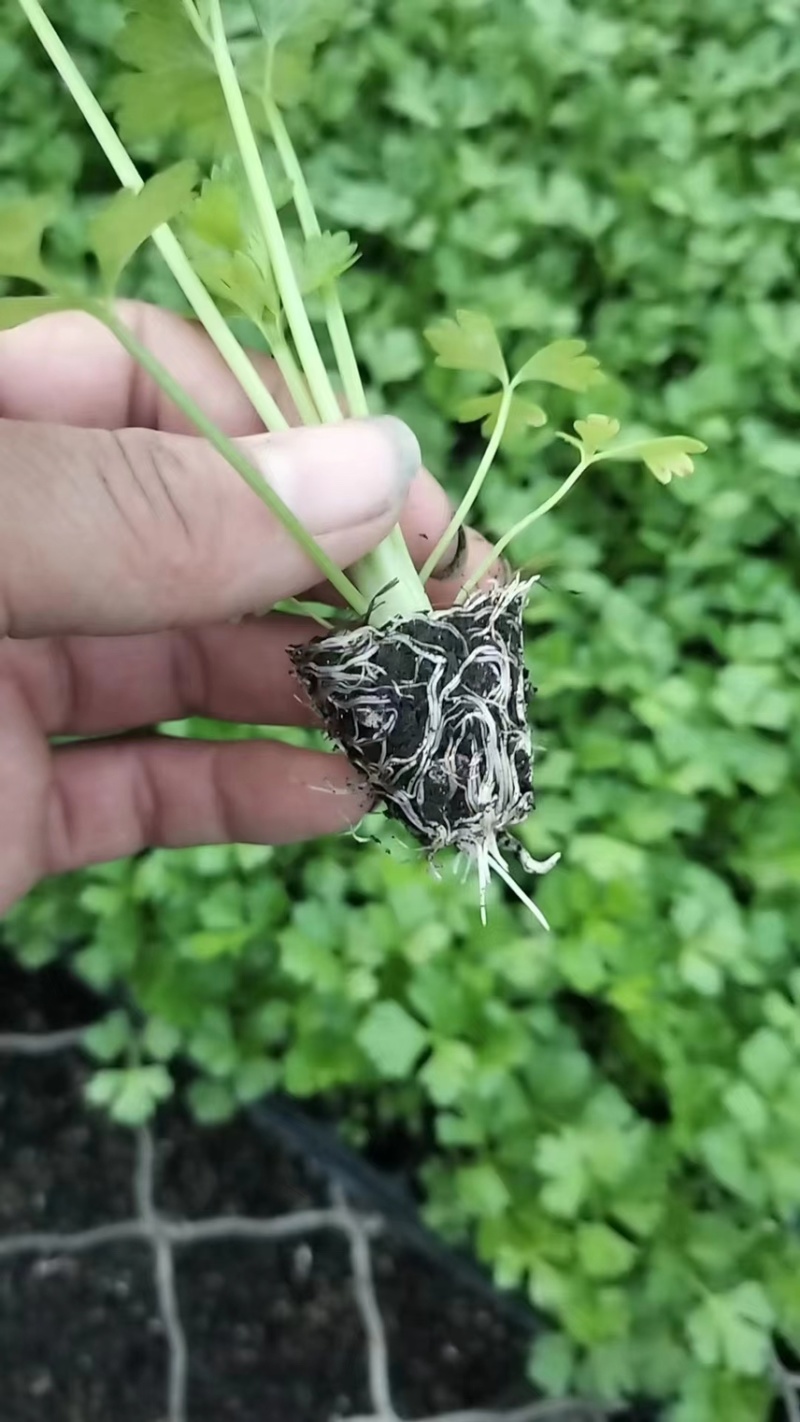 芹菜苗穴盘芹菜苗地拔芹菜苗西芹