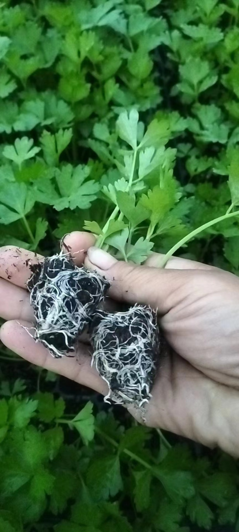 芹菜苗穴盘芹菜苗地拔芹菜苗西芹