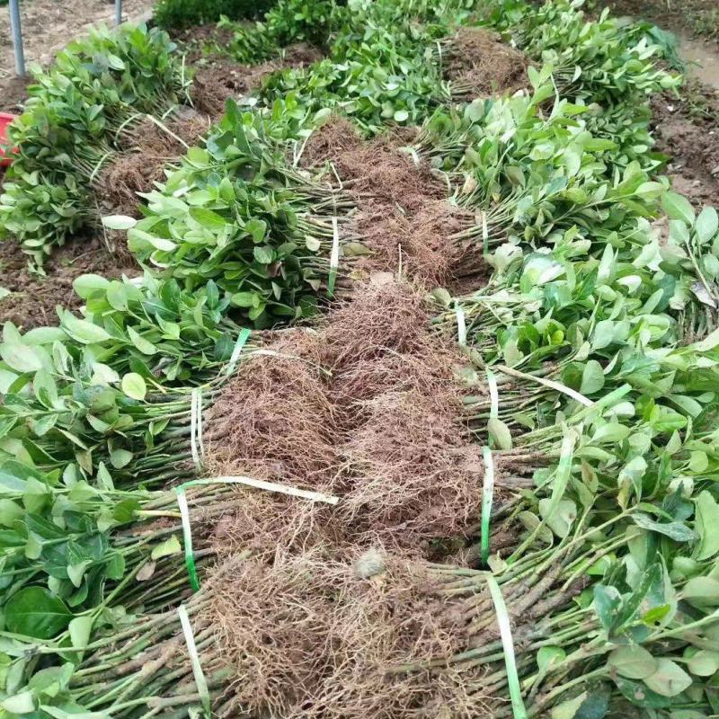 卫矛床苗高度40厘米工程苗基地直发四季常青