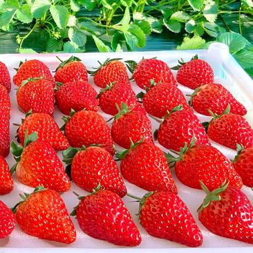 【甜查理草莓】一手货源全国发货量大优惠需要联系