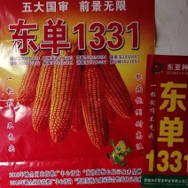 玉米种子，坑病抗倒耐高温。