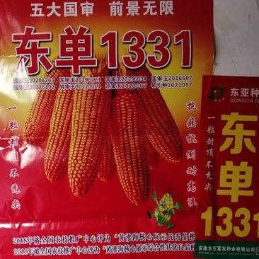 玉米种子，坑病抗倒耐高温。