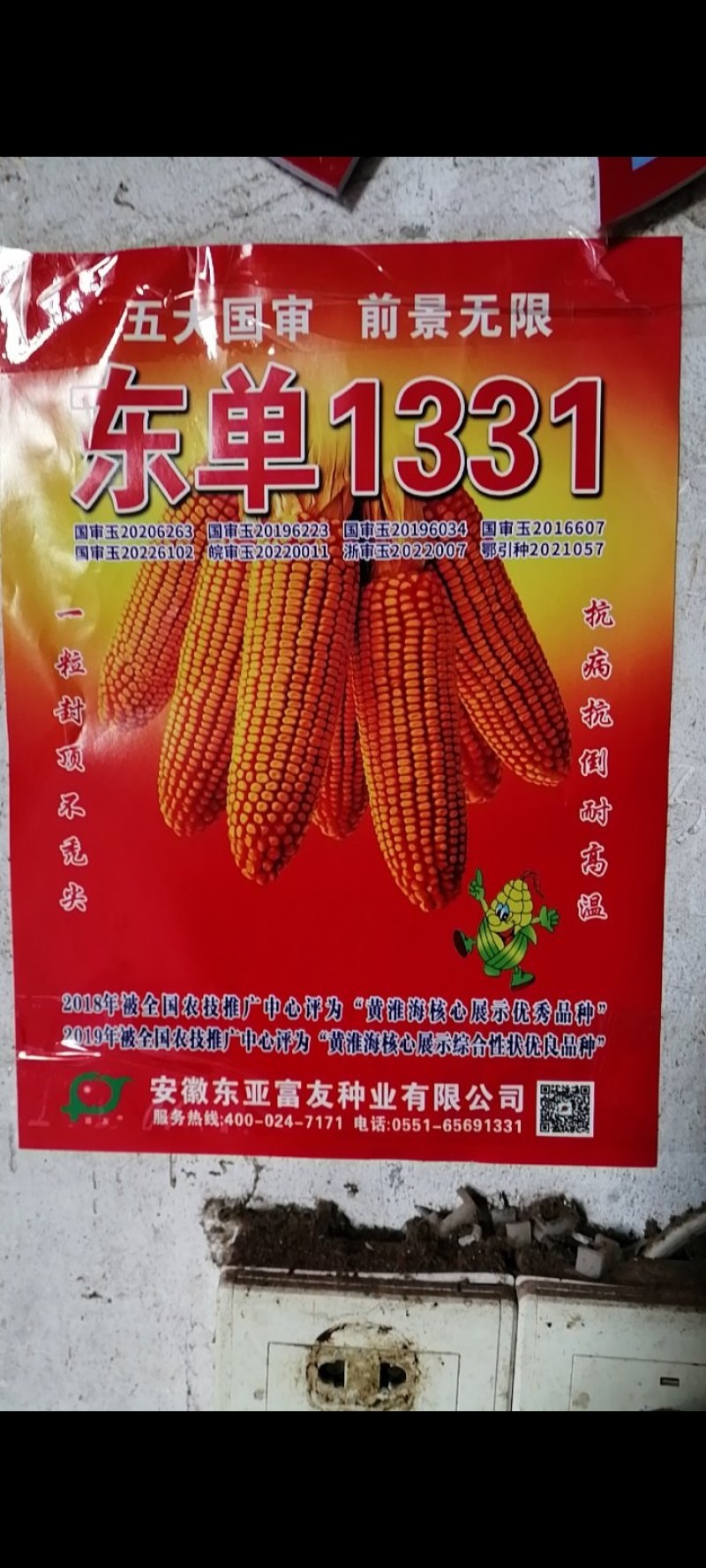 玉米种子，坑病抗倒耐高温。