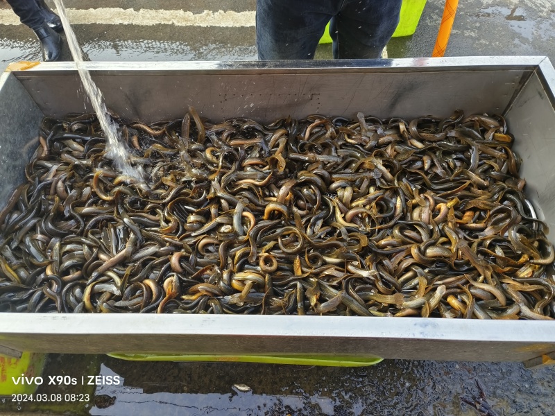 河南省信阳圆鳅泥鳅原生态青鳅品种纯正假一赔十欢迎联系