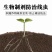 无线时专治根结线虫杀虫杀卵持效期长达3个月