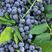 【蓝莓】产地一手货源全国发货品种多样需要联系